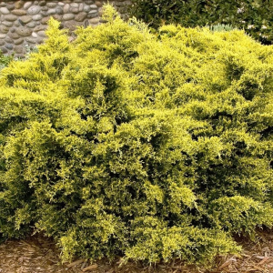Juniper Sea of Gold 3gal