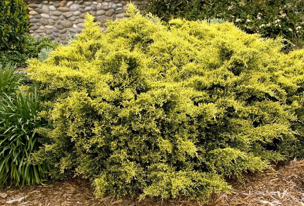Juniper Sea of Gold 3gal
