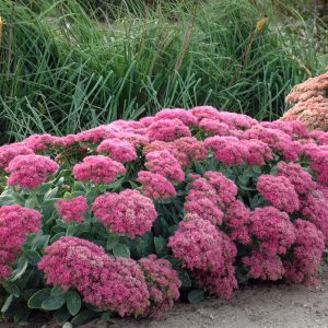 Sedum Neon - Showy Stonecrop 1gal