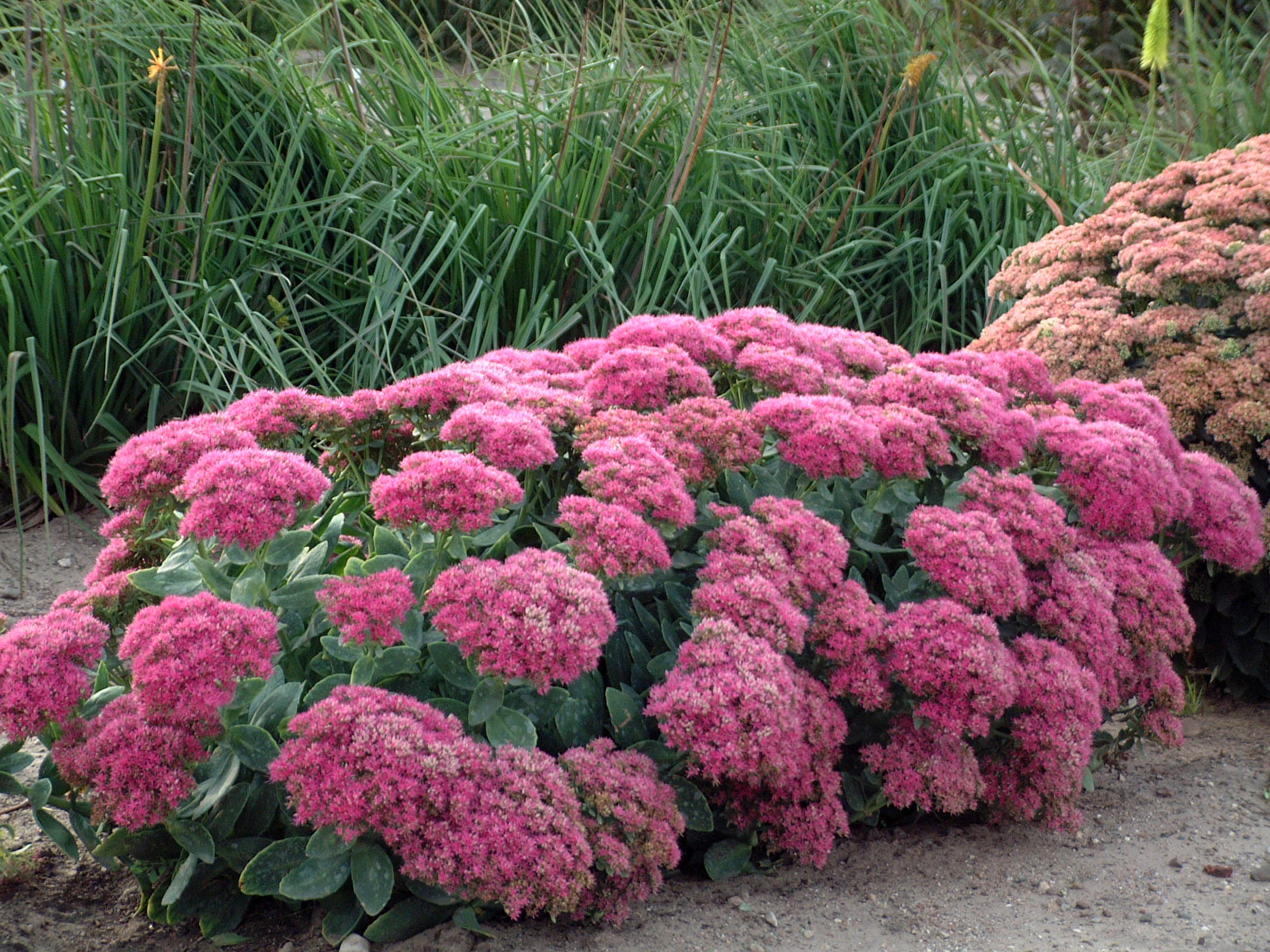 Sedum Neon - Showy Stonecrop 1gal