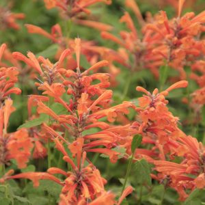Agastache - Hummingbird Mint 1gal