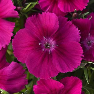 Dianthus Coronet Purple 1gal
