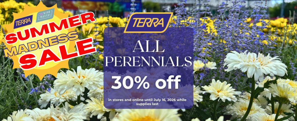 a display of blooming shasta daisies, russian sage and coreopsis advertise a perennial sale at TERRA
