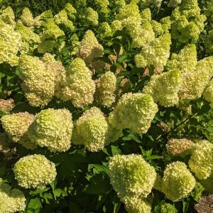 Hydrangea pan Dragon Baby by Bloomin' Easy 2gal