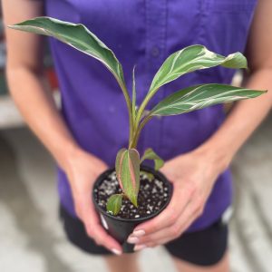Musa 'Nono Pink' Variegated Banana Plant product image