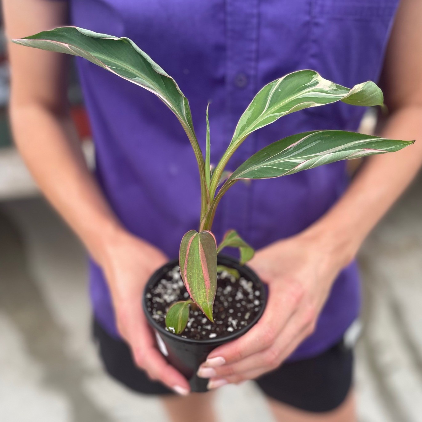 Musa 'Nono Pink' Variegated Banana Plant product image