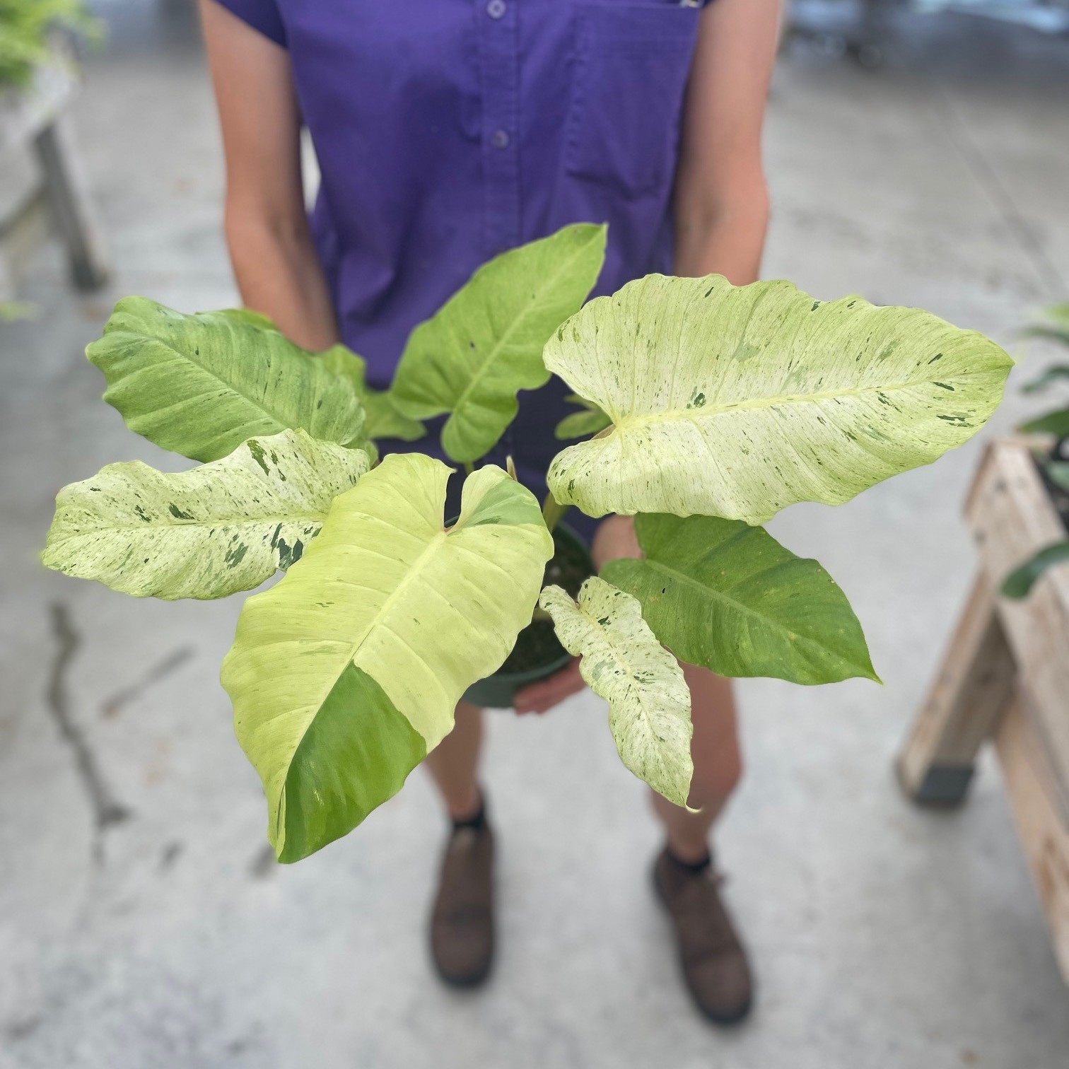 Philodendron Snowdrift product image