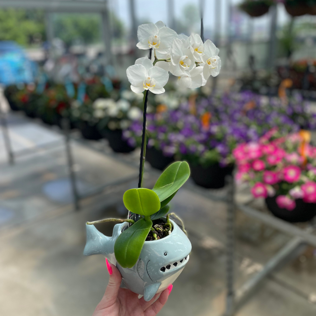 3.5" Piccola 1 Spike Orchid - Shark Ceramic