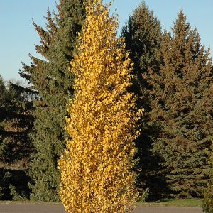 Birch Dakota Pinnacle 7gal