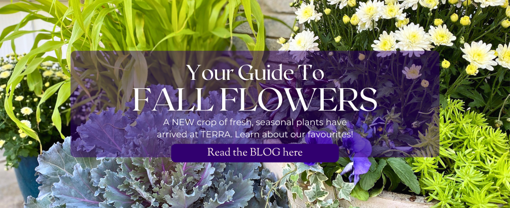 colourful seasonal fall flowers and plants