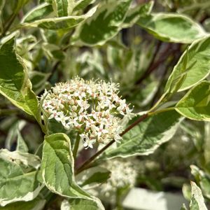Dogwood Silverleaf 2gal