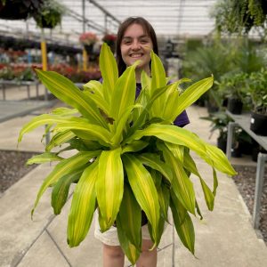 Dracaena Bronze Bay product image