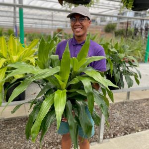 Dracaena Janet Craig 10" product image