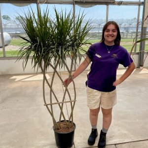 Dracaena Marginata Flat Weave product image