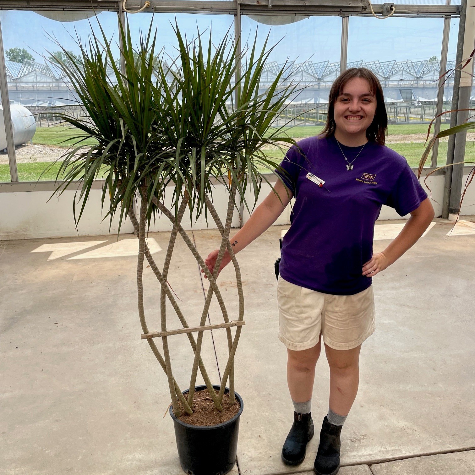 Dracaena Marginata Flat Weave product image