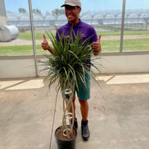 Dracaena Marginata Open Weave product image