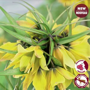 Fritillaria Early Sensation (1bulb/pkg)