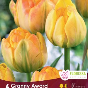 Tulip Granny Award (6bulbs/pkg)
