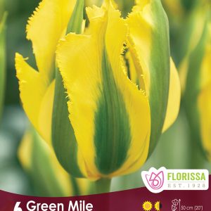Tulip Green Mile (6bulbs/pkg)