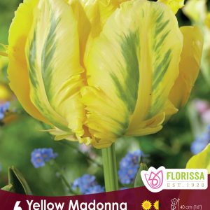 Tulip Yellow Madonna (6bulbs/pkg)