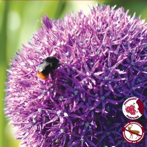 Allium Giganteum (1bulb/pkg)