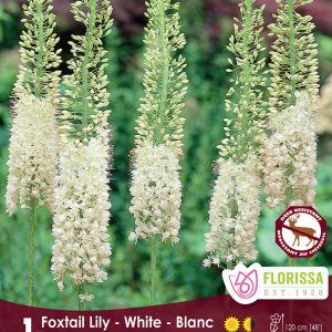 Eremurus White (1bulb/pkg)