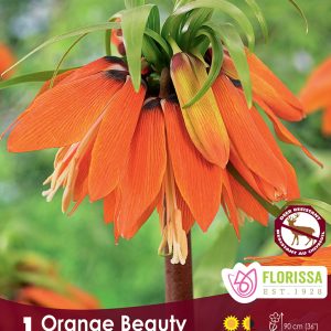 Fritillaria Orange Beauty (1bulb/pkg)