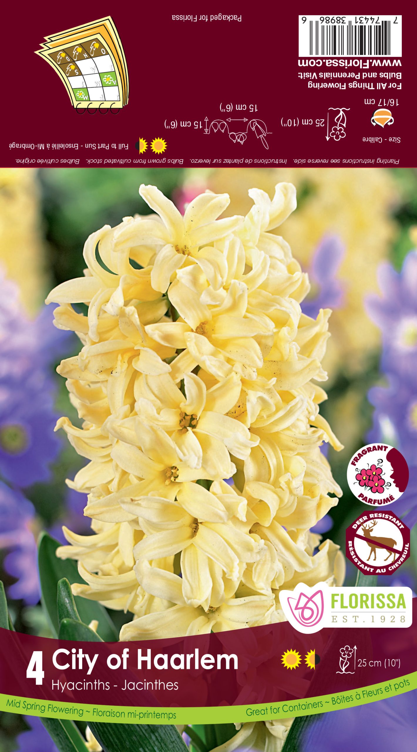 Hyacinth City of Haarlem (4bulbs/pkg)
