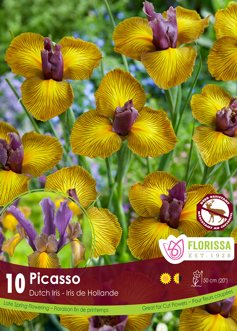 Iris Picasso (10bulbs/pkg)