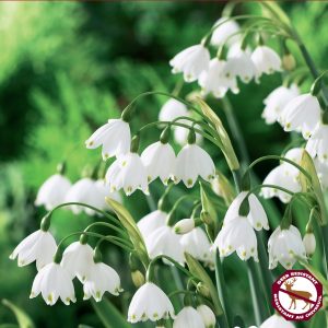 Leucojum Gravetye Giant (2bulb/pkg)