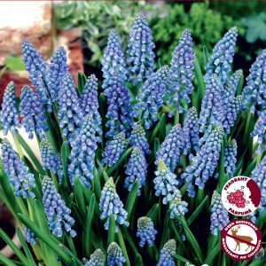 Muscari Armeniacum (10bulbs/pkg)