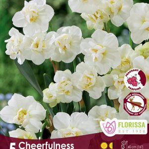 Narcissus Cheerfulness (5bulbs/pkg)