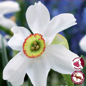 Narcissus Poeticus Recurvus - Pheasant's Eye (5bulbs/pkg)