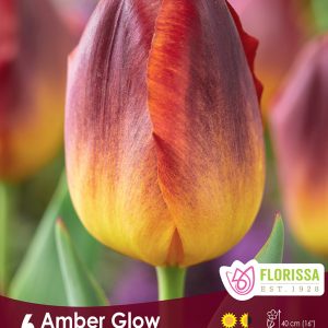 Tulip Amber Glow (6bulbs/pkg)