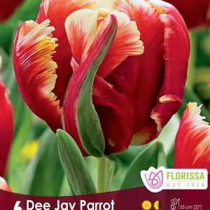 Tulip Dee Jay Parrot (6bulbs/pkg)