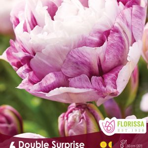 Tulip Double Surprise (6bulbs/pkg)