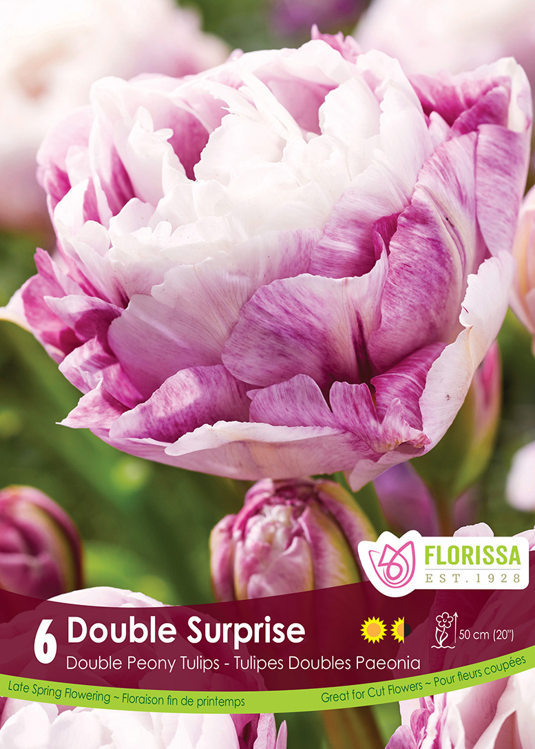 Tulip Double Surprise (6bulbs/pkg)