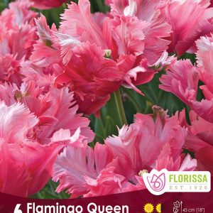 Tulip Flamingo Queen (6bulbs/pkg)