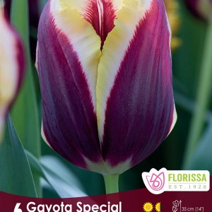 Tulip Gavota Special (6bulbs/pkg)