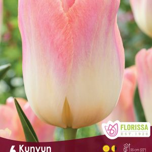Tulip Kunyun (6bulbs/pkg)