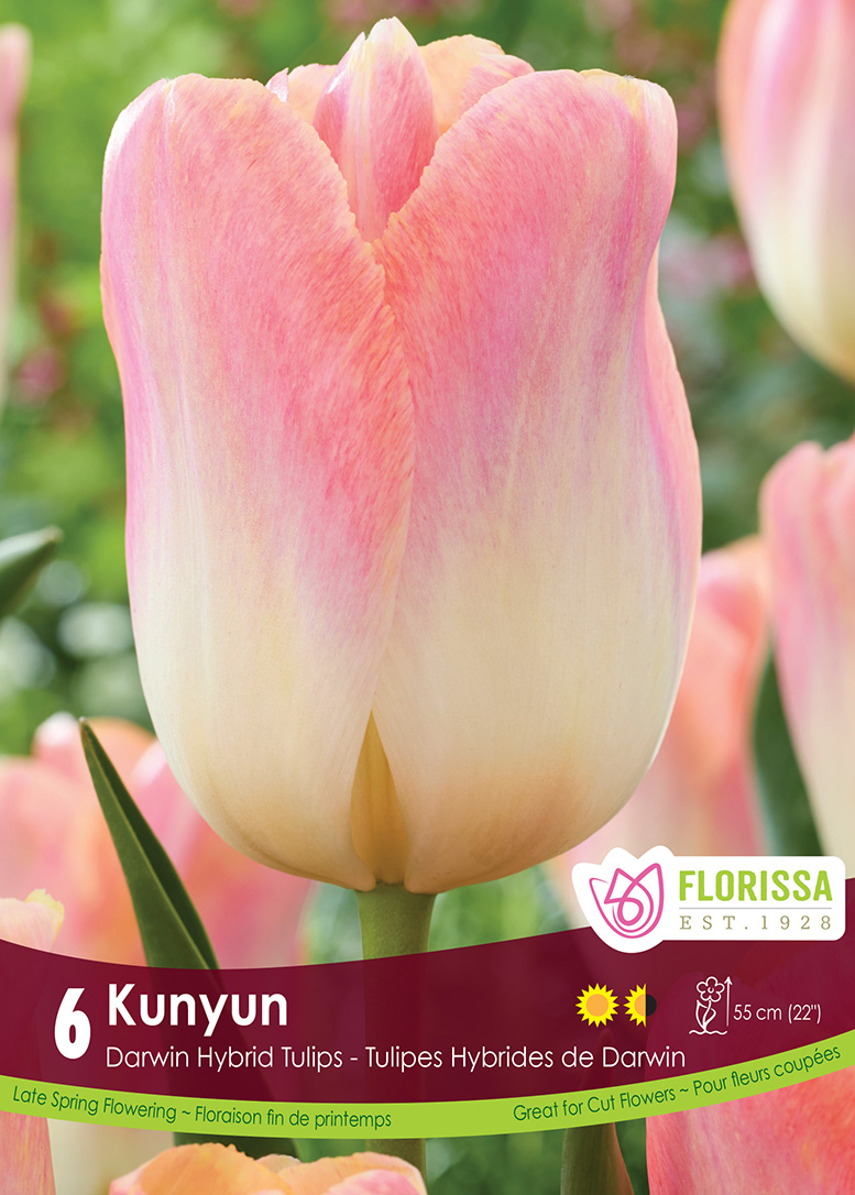 Tulip Kunyun (6bulbs/pkg)