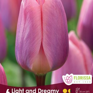 Tulip Light and Dreamy (6bulbs/pkg)