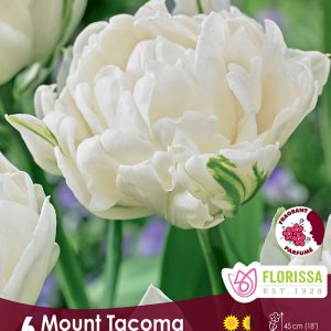 Tulip Mount Tacoma (6bulbs/pkg)