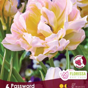 Tulip Password (6bulbs/pkg)