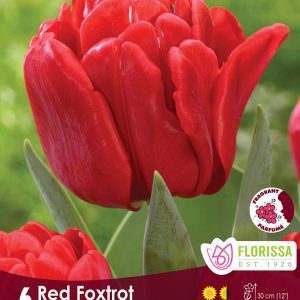 Tulip Red Foxtrot (6bulbs/pkg)