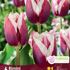 Tulip Rimini (6bulbs/pkg)