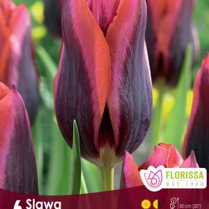 Tulip Slawa (6bulbs/pkg)