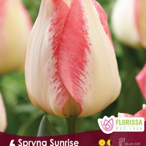 Tulip Spryng Sunrise (6bulbs/pkg)