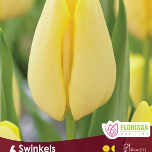 Tulip Swinkels (6bulbs/pkg)