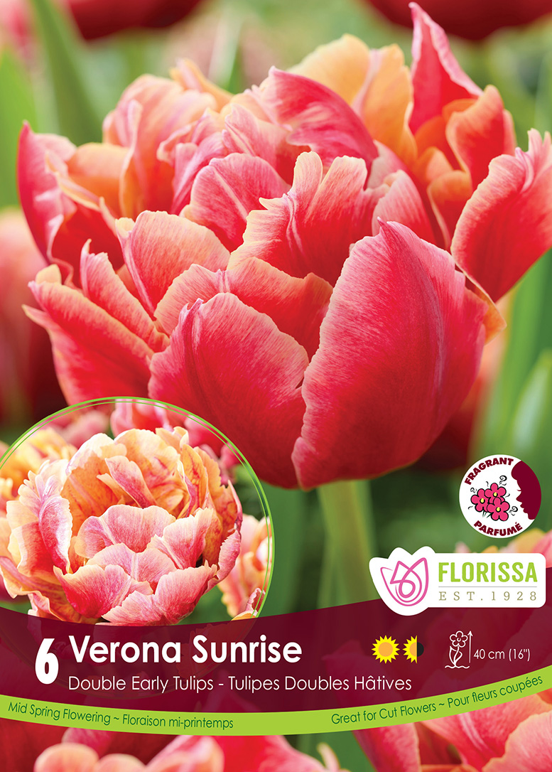 Tulip Verona Sunrise (6bulbs/pkg)